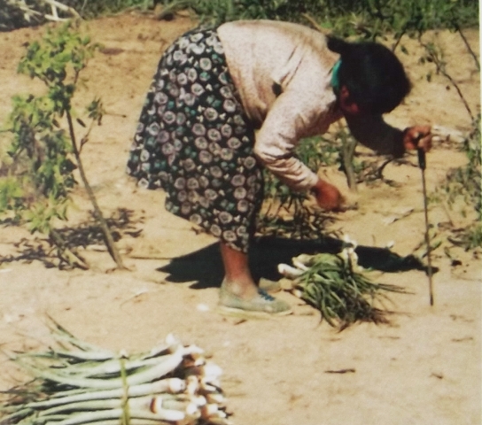 Mujeres wichi - recolección