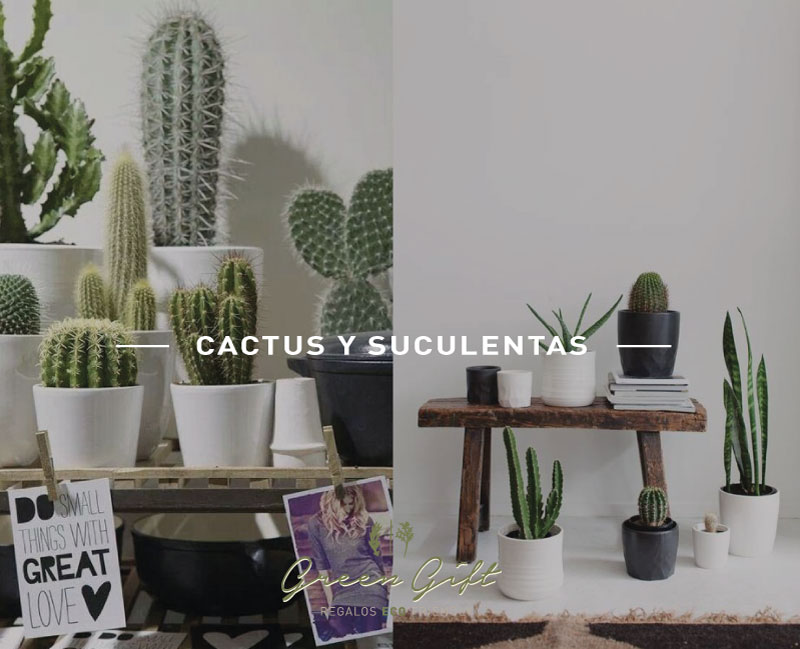 Cactus y suculentas