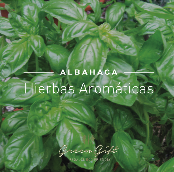 Hierbas-albahaca