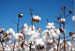 algodón ecologico