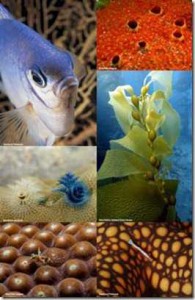 biodiversidad-marina