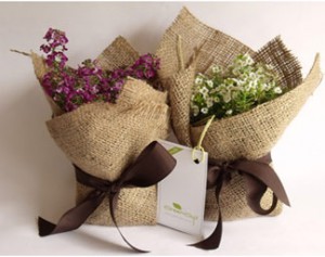 plantines_regalo