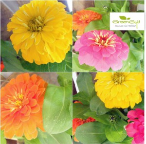 Plantas de primavera