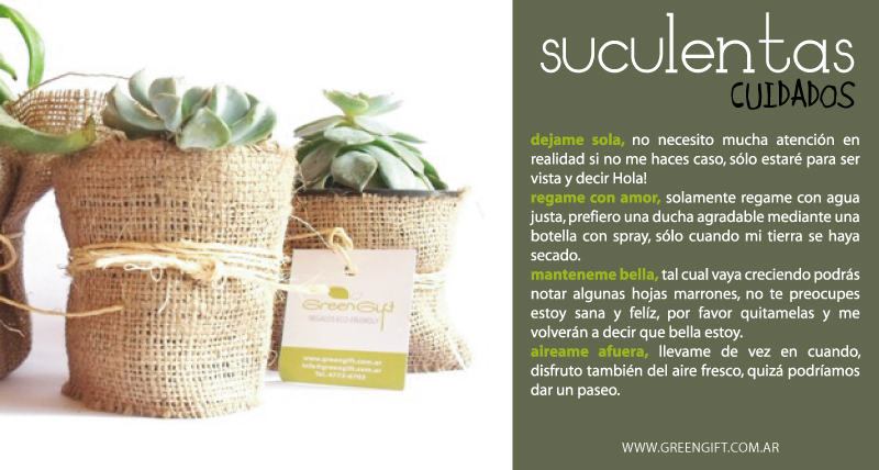 cuidados plantas suculentas