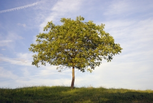 Plantar un árbol