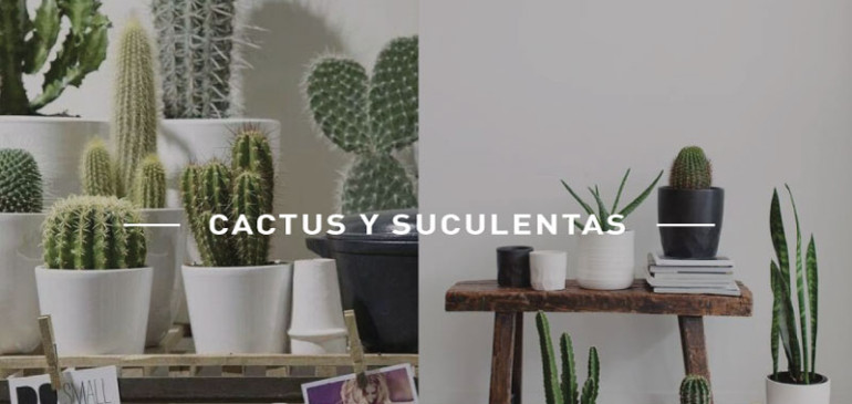 6 imágenes inspiracionales para decorar tu espacio con suculentas y cactus