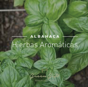 Hierbas-albahaca