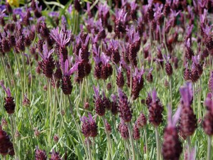 lavanda