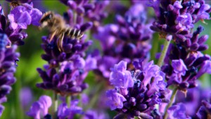 lavanda abeja